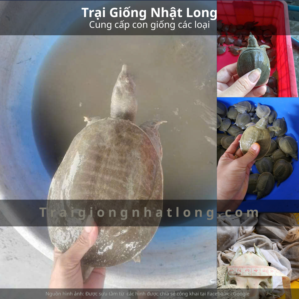 Giá con giống baba