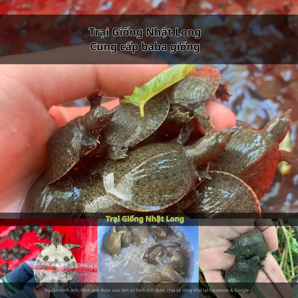 Trại Giống Nhật Long – cơ sở chuyên cung cấp baba giống Vĩnh Phúc và phân phối khắp cả nước.