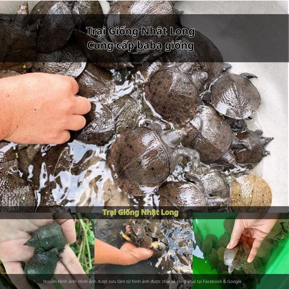 Vĩnh Phúc còn sở hữu hệ thống ao hồ, sông ngòi tự nhiên phong phú, rất thích hợp để phát triển nuôi baba