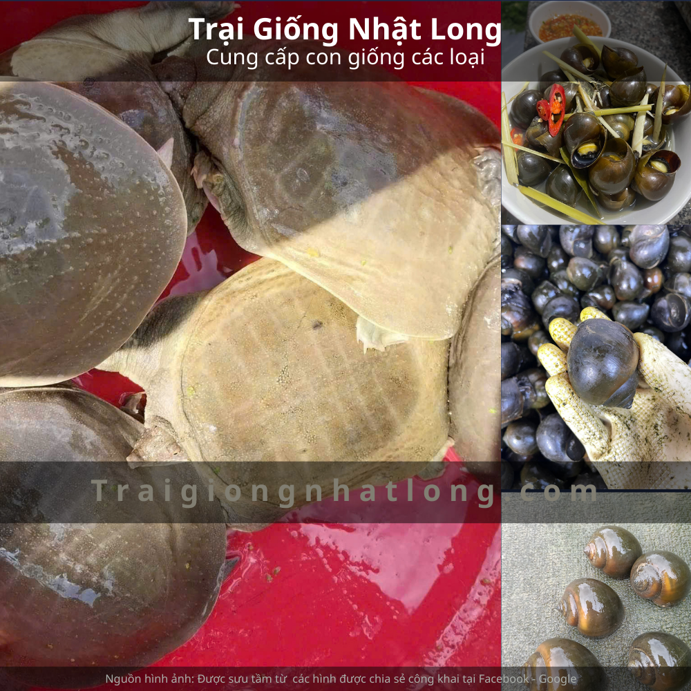 Nghề nuôi baba tại Việt Nam