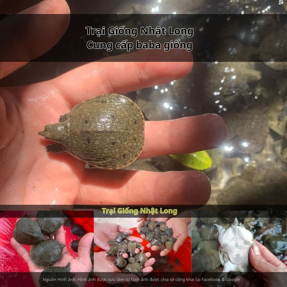 Trong xu thế phát triển nông nghiệp hiện đại, nghề nuôi baba giống tại Vĩnh Phúc đang trở thành một hướng đi kinh tế hiệu quả