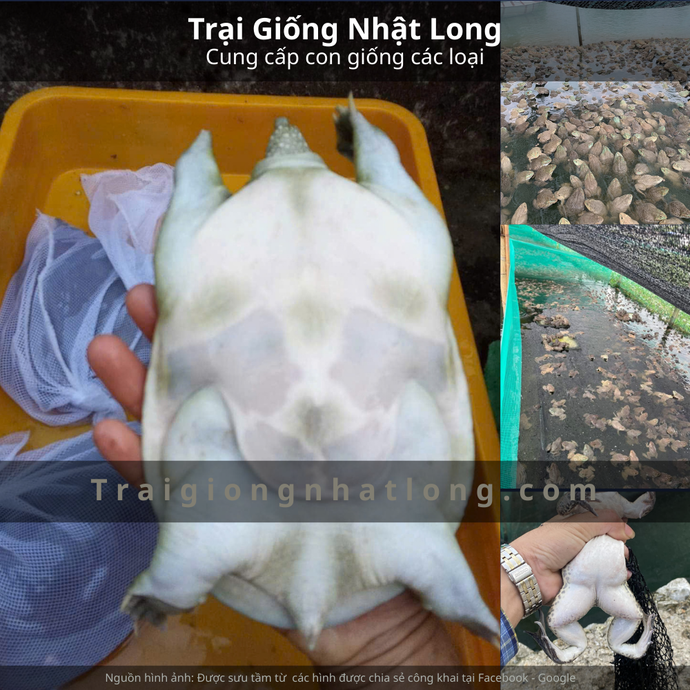 Nuôi baba Miền Bắc