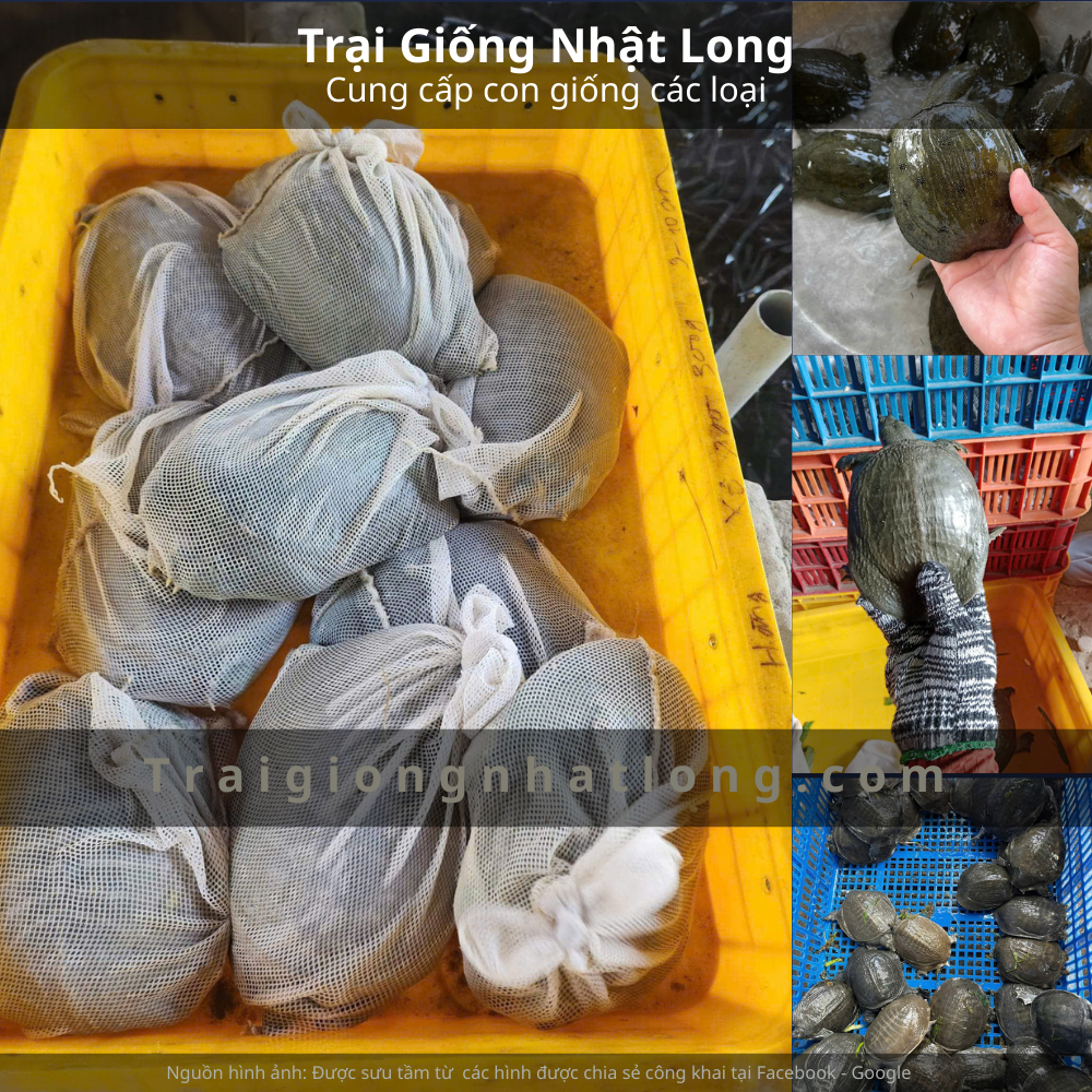 Kỹ thuật nuôi baba giống Miền Bắc