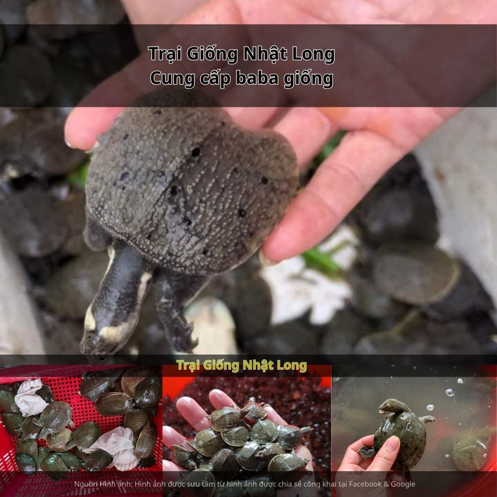 Kiểm soát nguồn nước, phát hiện và xử lý kịp thời khi có dấu hiệu bệnh.