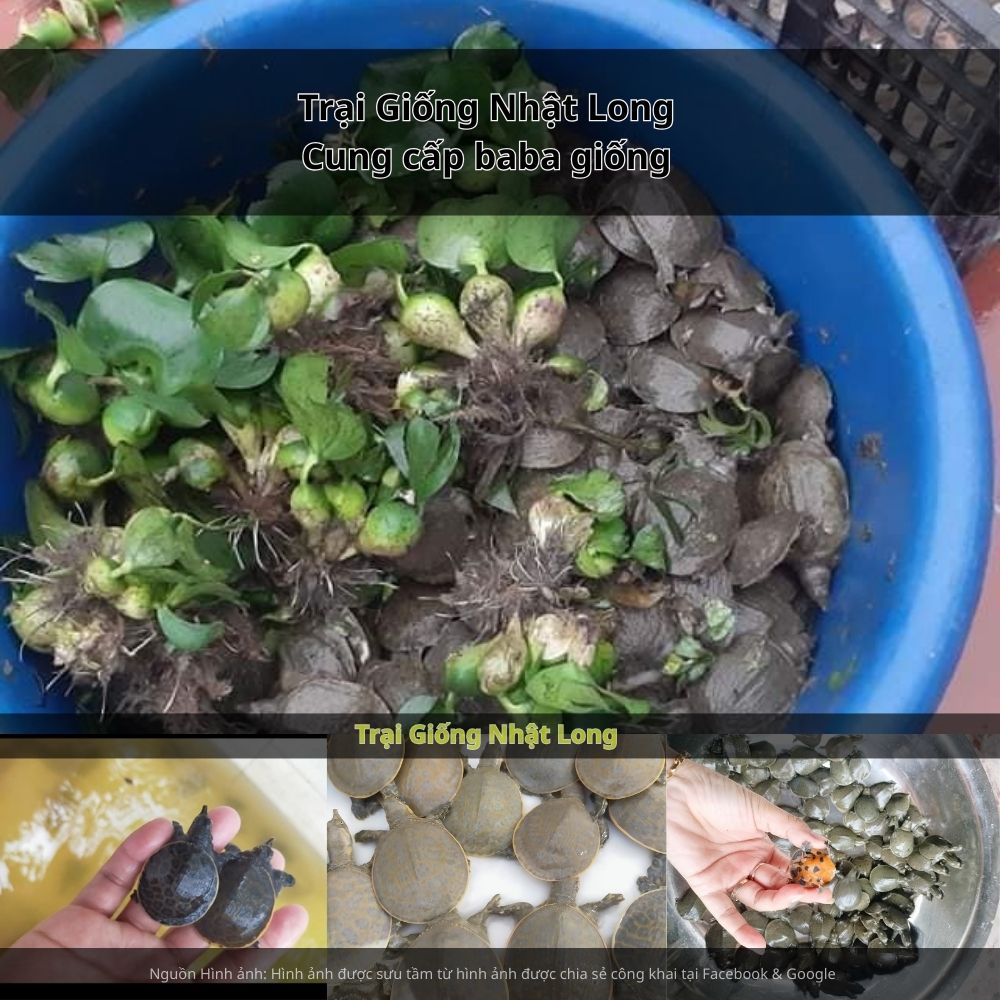 Giữ môi trường sạch, tránh để baba xây xát, bổ sung dinh dưỡng hợp lý.