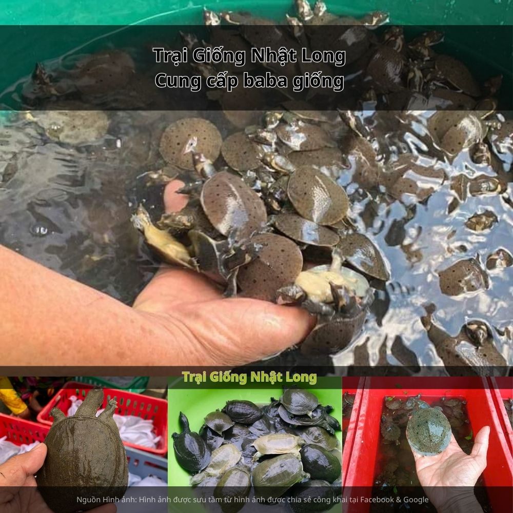 Trại Giống Nhật Long – đơn vị chuyên cung cấp baba giống Ninh Thuận cùng nhiều loại thủy sản khác.