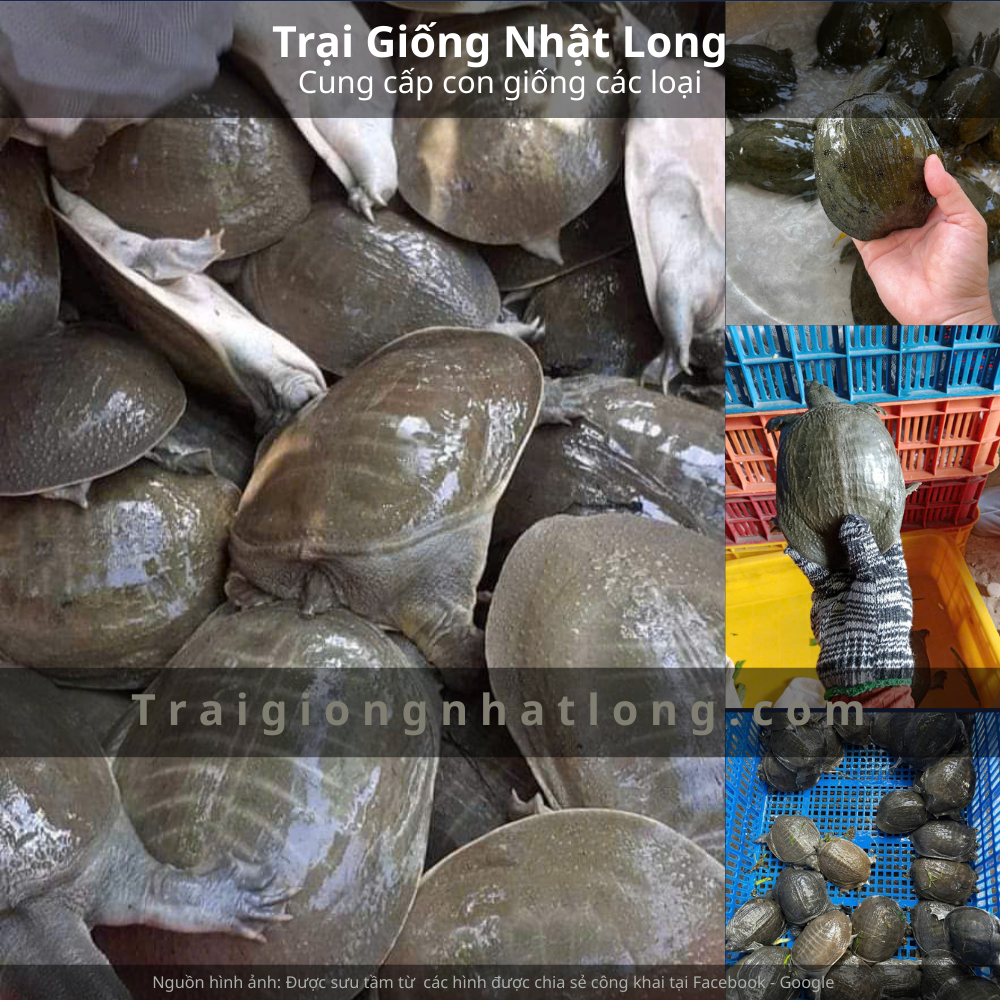 Trại giống baba tại Miền Bắc