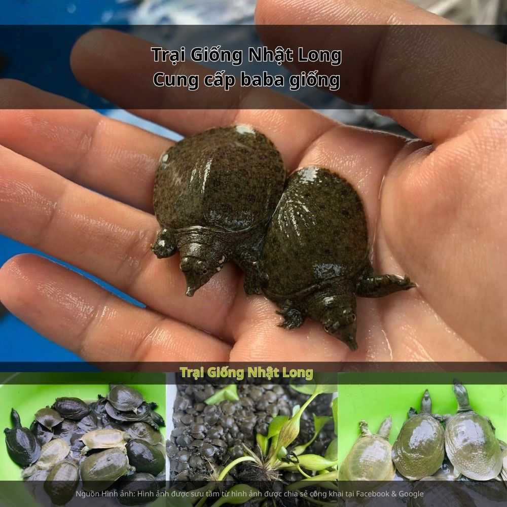 Baba giống Ninh Thuận có khả năng thích nghi tốt với khí hậu khô nóng, dễ chăm sóc