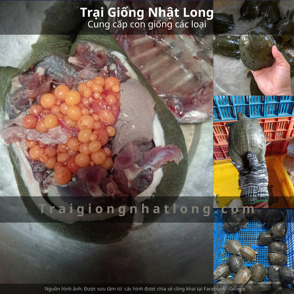 Baba giống Tây Nguyên, trại giống baba tại Tây Nguyên