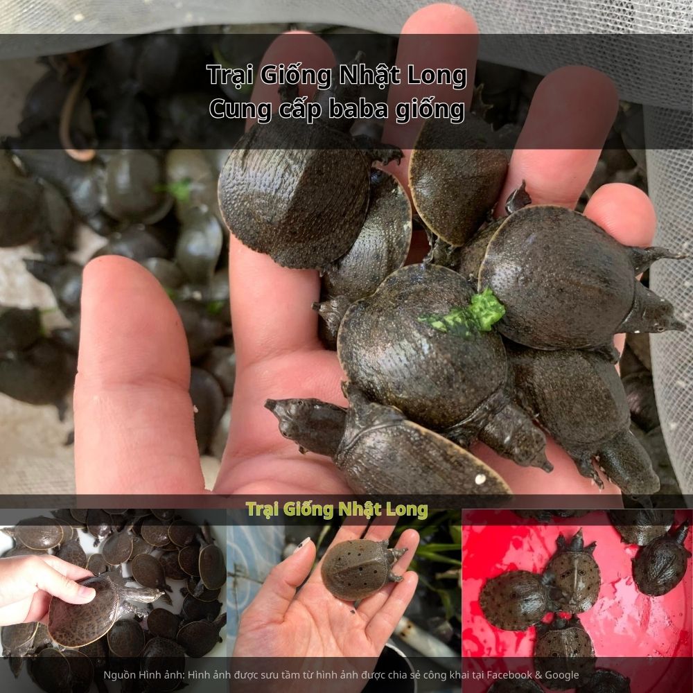 Nhờ nhu cầu lớn từ du lịch và thị trường nội địa, đầu ra cho baba tại Khánh Hòa luôn đảm bảo