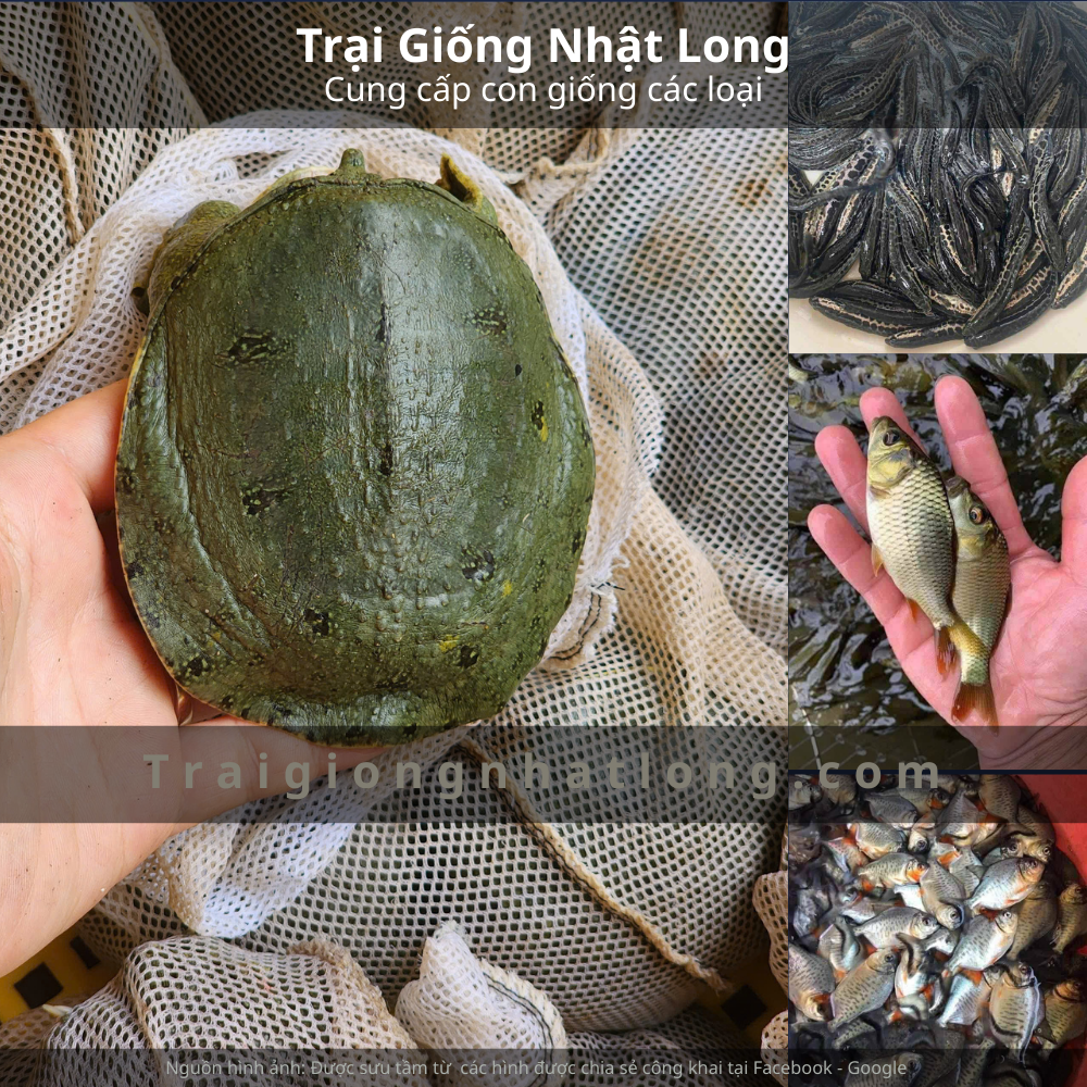 Kỹ thuật nuôi baba giống