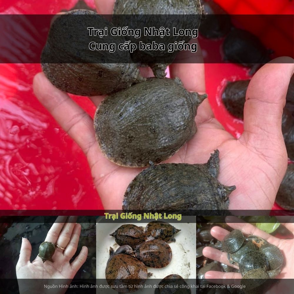 Giữ môi trường ao sạch, phát hiện sớm và xử lý kịp thời khi có dấu hiệu bất thường.