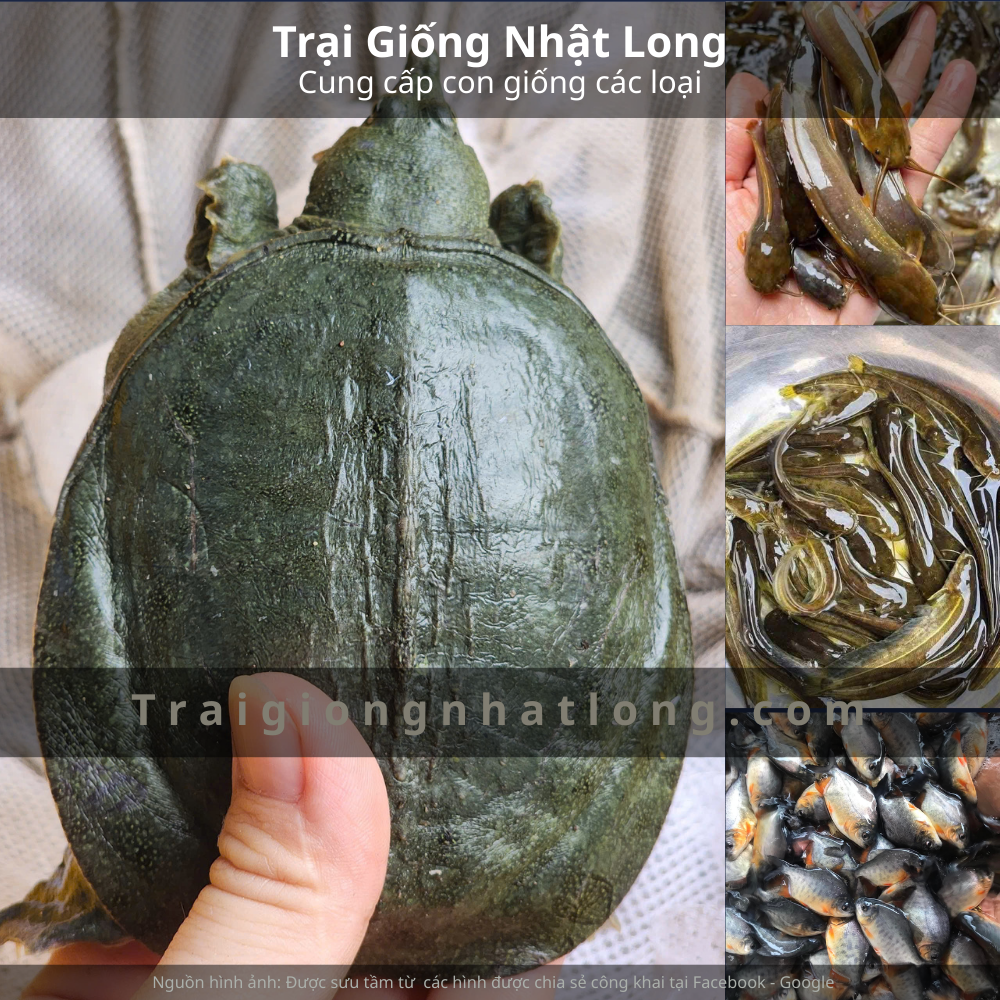 Mô hình nuôi baba giống ở Tây Nguyên