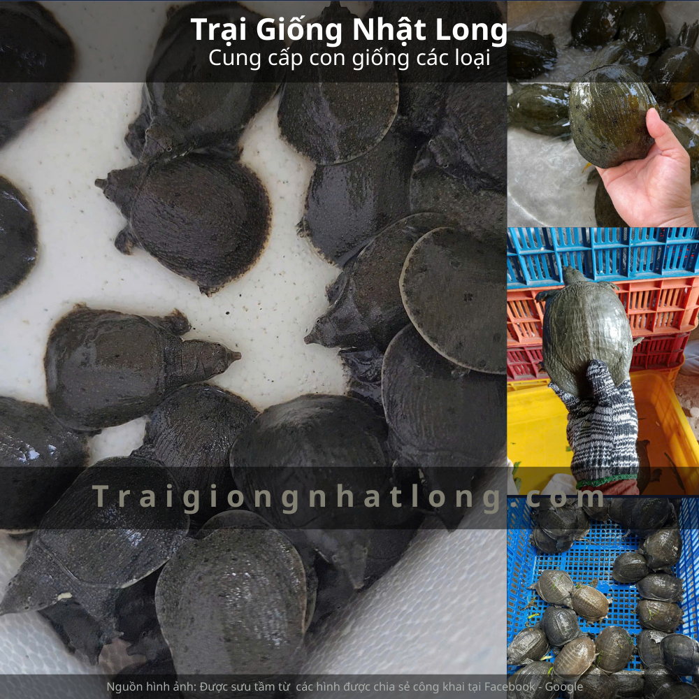 Trại giống baba tại Tây Nguyên