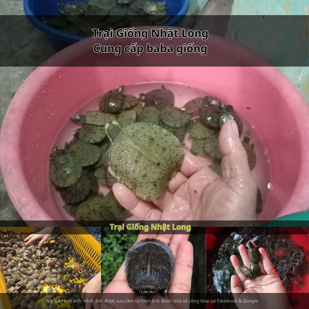 Baba giống Khánh Hòa có tỷ lệ sống cao, sinh trưởng nhanh, dễ chăm sóc và ít dịch bệnh.