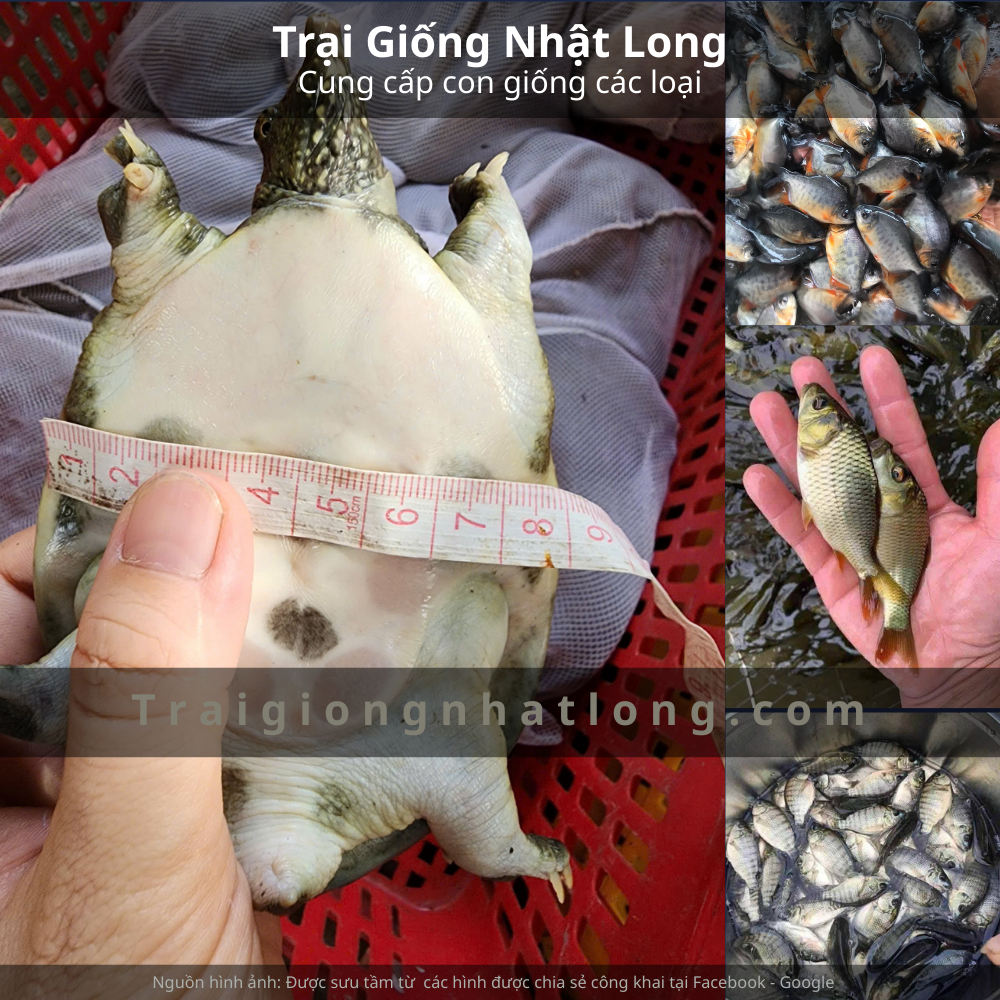 Baba giống và tiềm năng nuôi tại Tây Nguyên