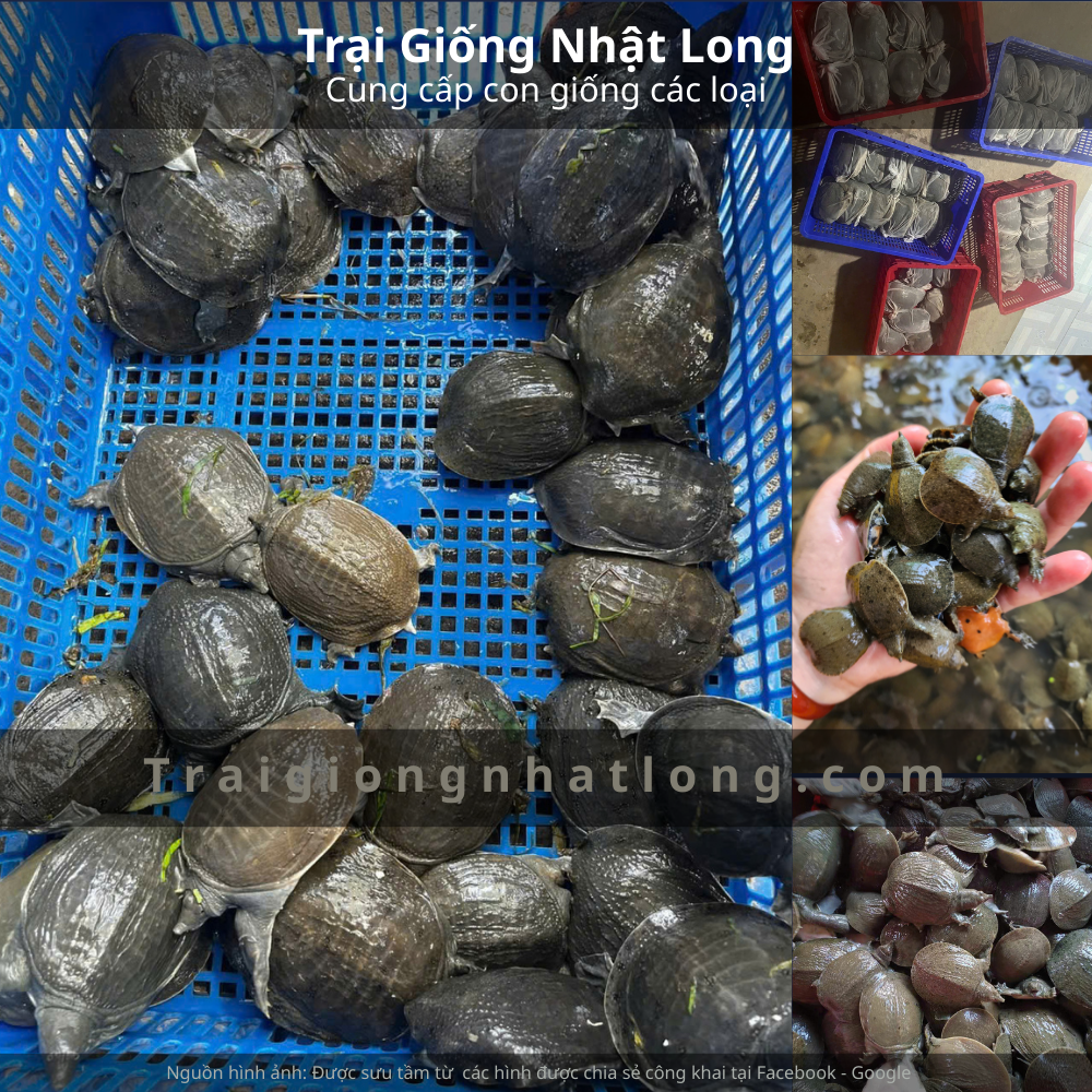 Baba Nam Bộ