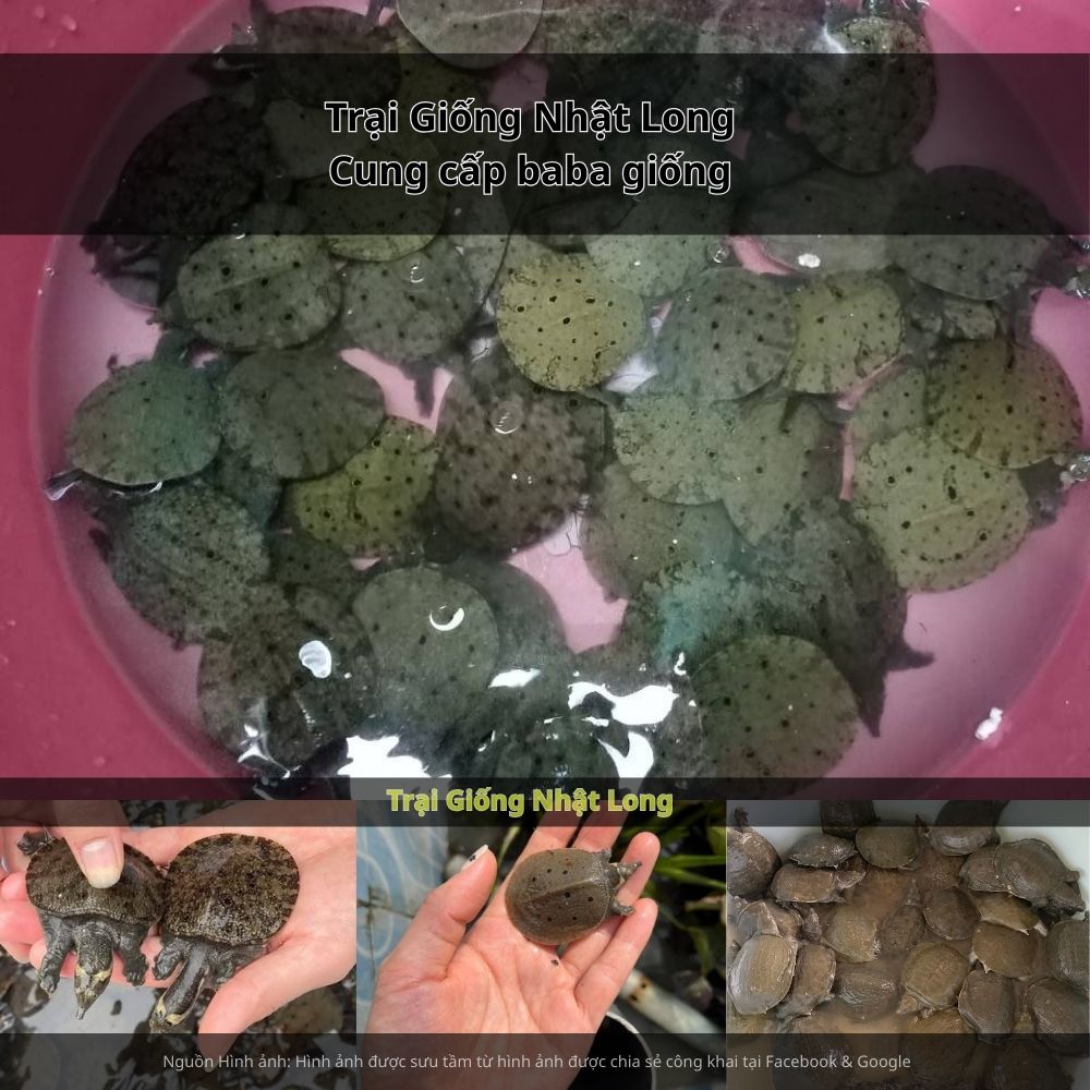 Nhiều hộ dân tại Hải Dương đã vươn lên làm giàu, đồng thời mở rộng quy mô ao nuôi