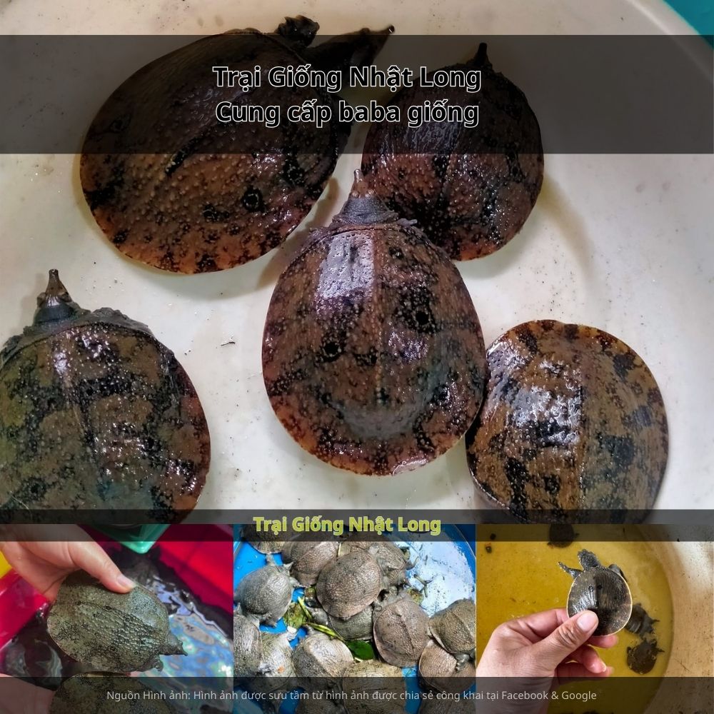 Việc áp dụng đúng quy trình sẽ giúp tỷ lệ sống cao, tăng trưởng nhanh và cho năng suất vượt trội.