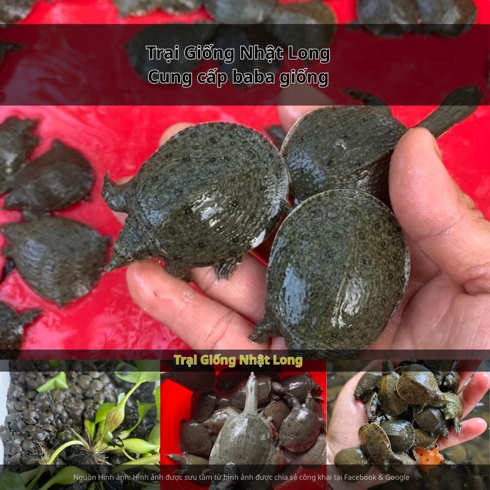 Trại Giống Nhật Long. Với nhiều năm kinh nghiệm, trại giống này chuyên cung cấp baba giống Hải Dương