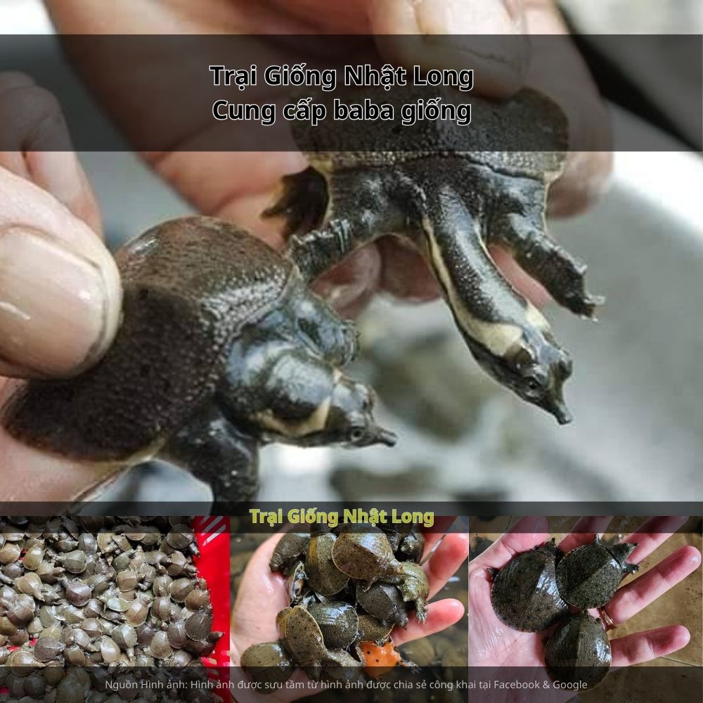 Hiện nay, nhu cầu tiêu thụ baba thương phẩm tại các nhà hàng, khách sạn ở Hải Dương, Hải Phòng, Hà Nội và các tỉnh lân cận luôn ở mức cao