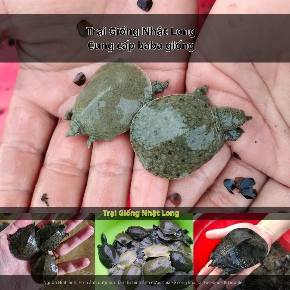 Khí hậu ôn hòa, nguồn nước dồi dào giúp cho baba giống Hải Dương sinh trưởng tốt, ít bệnh tật.