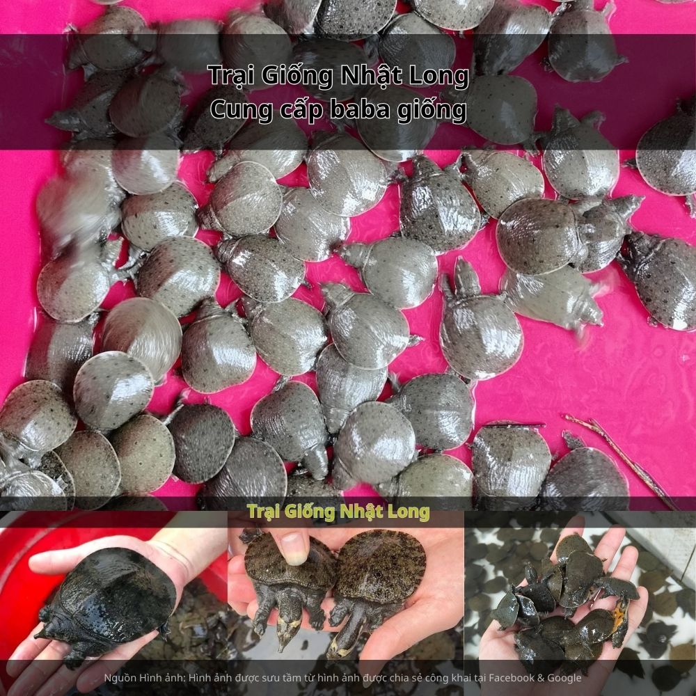 Nghề nuôi baba giống tại Hải Dương ngày càng phát triển mạnh mẽ,