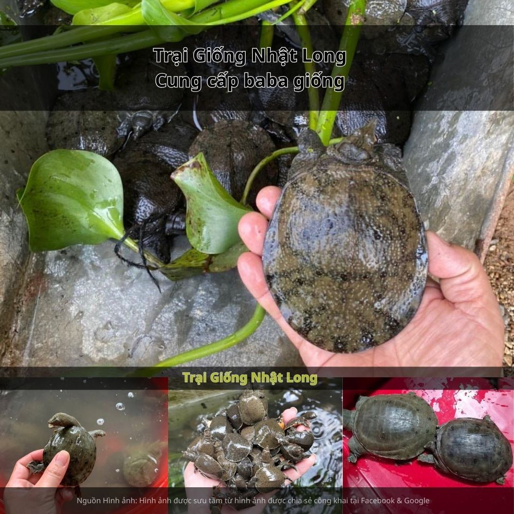 Giá bán baba thương phẩm dao động từ 250.000 – 400.000 đồng/kg, thị trường ổn định và dễ tiêu thụ.