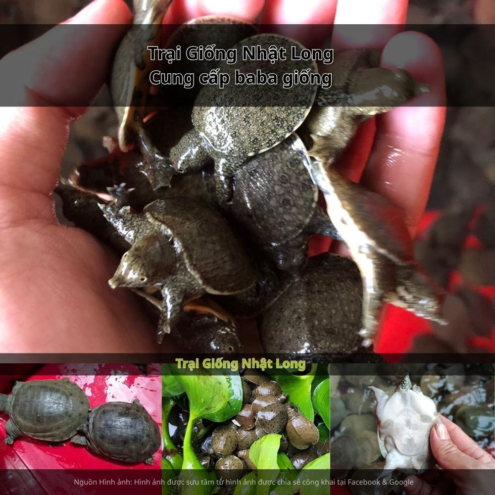 Thường xuyên vệ sinh ao, định kỳ thay nước, bổ sung vitamin để tăng sức đề kháng.