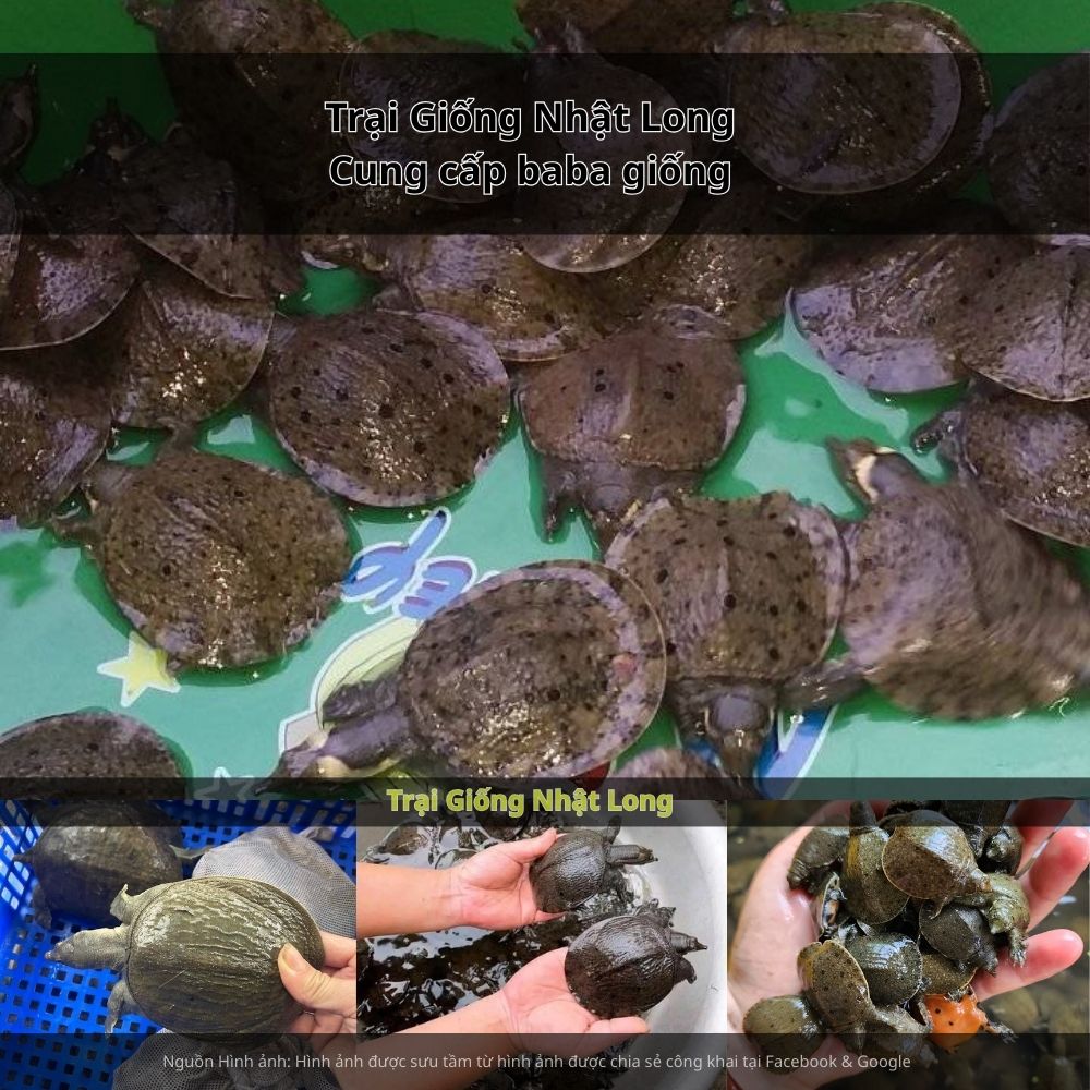 Nhu cầu về giống baba tại Hưng Yên ngày càng tăng, mở ra cơ hội lớn cho các hộ dân và trại giống.