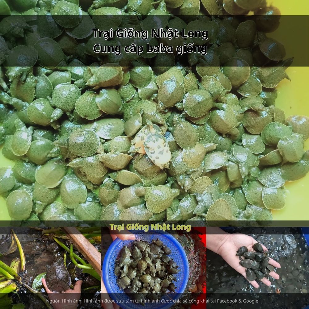 Nhu cầu tìm mua baba giống chất lượng tại Bắc Kạn ngày một tăng, mở ra cơ hội phát triển kinh tế bền vững cho nông hộ.