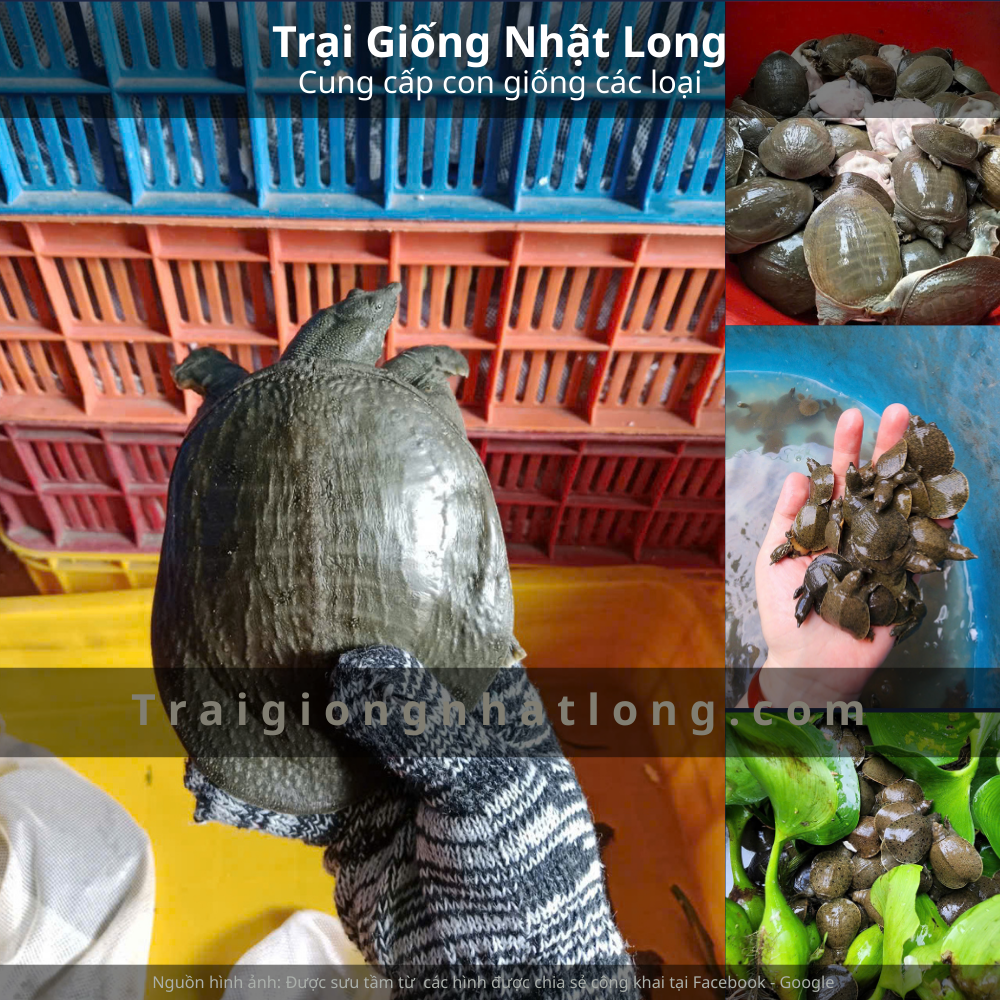 Giá baba giống