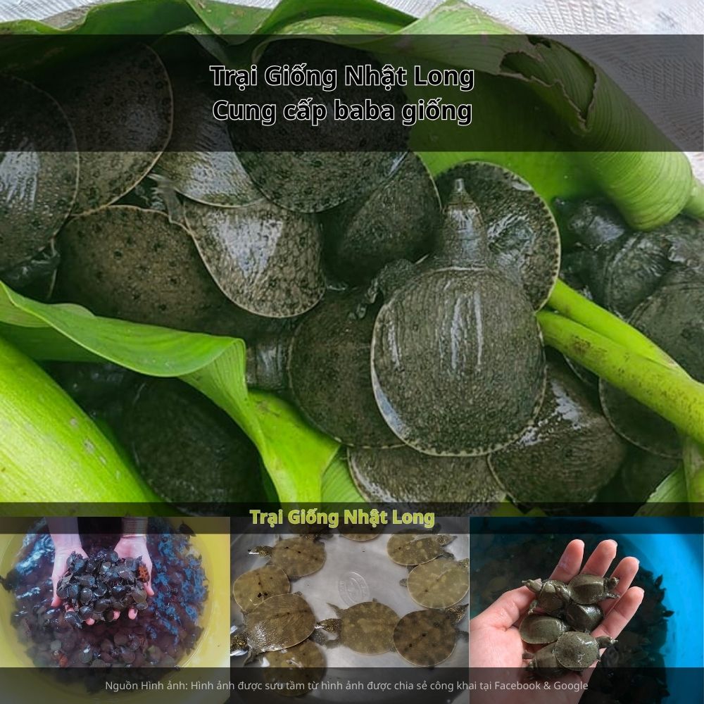 . Đây là điều kiện lý tưởng để phát triển nghề nuôi thủy sản, đặc biệt là baba giống tại Hưng Yên.