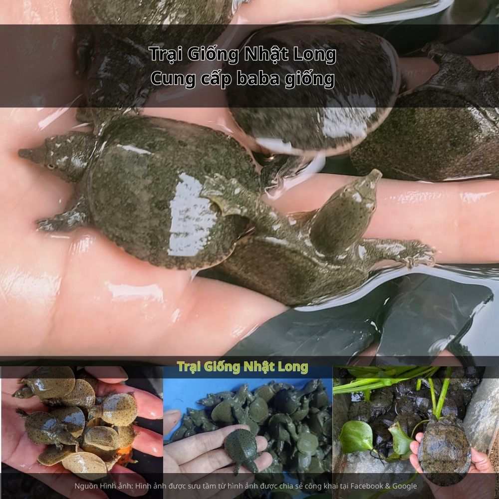 Giá bán baba thương phẩm duy trì ổn định ở mức 250.000 – 400.000 đồng/kg