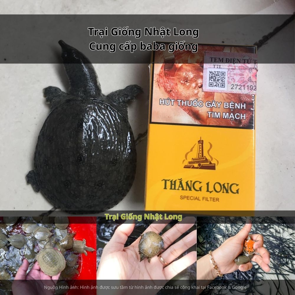 Trại Giống Nhật Long – đơn vị chuyên cung cấp baba giống Phú Yên cùng nhiều loại thủy sản khác.