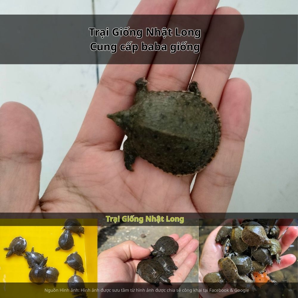 Bên cạnh các loại thủy sản quen thuộc, nghề nuôi baba giống tại Phú Yên đang dần khẳng định được vị thế