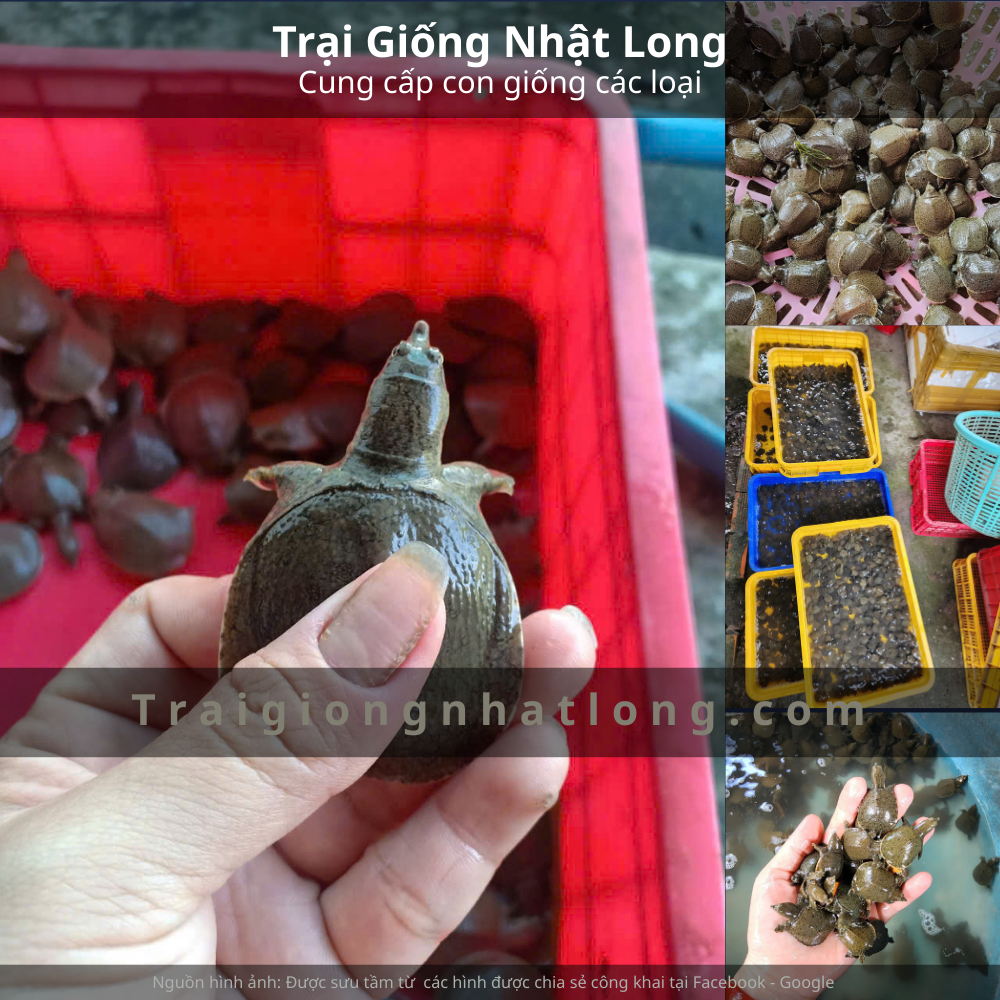 Mua baba giống ở đâu