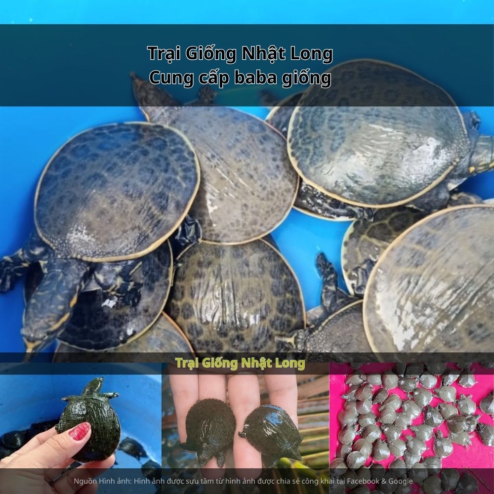 Giá bán baba thương phẩm hiện ổn định trong khoảng 250.000 – 400.000 đồng/kg, đầu ra dễ dàng nhờ nhu cầu cao từ nhà hàng, khách sạn, khu du lịch.