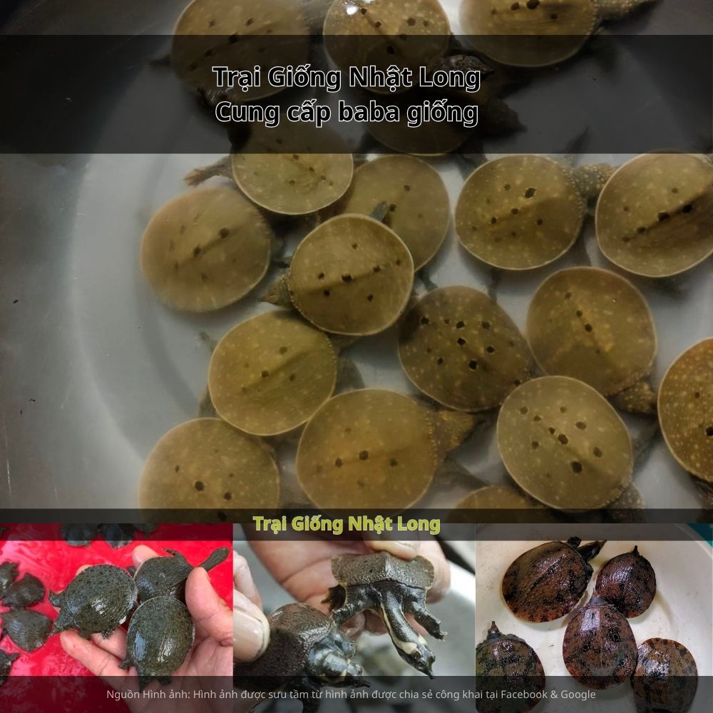 Giữ môi trường ao sạch sẽ, phát hiện và xử lý kịp thời khi có dấu hiệu bệnh.