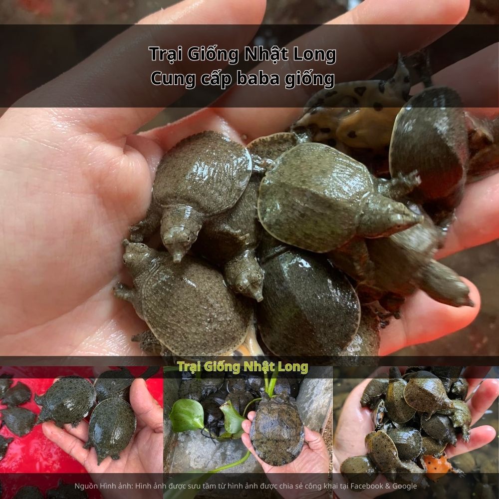 Đây là cơ hội giúp bà con nuôi baba có đầu ra ổn định, giá bán tốt.