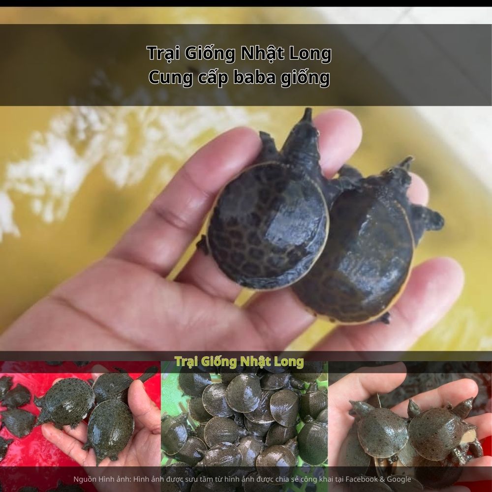 Trại Giống Nhật Long – đơn vị chuyên cung cấp baba giống Bà Rịa - Vũng Tàu và nhiều loại thủy sản khác.
