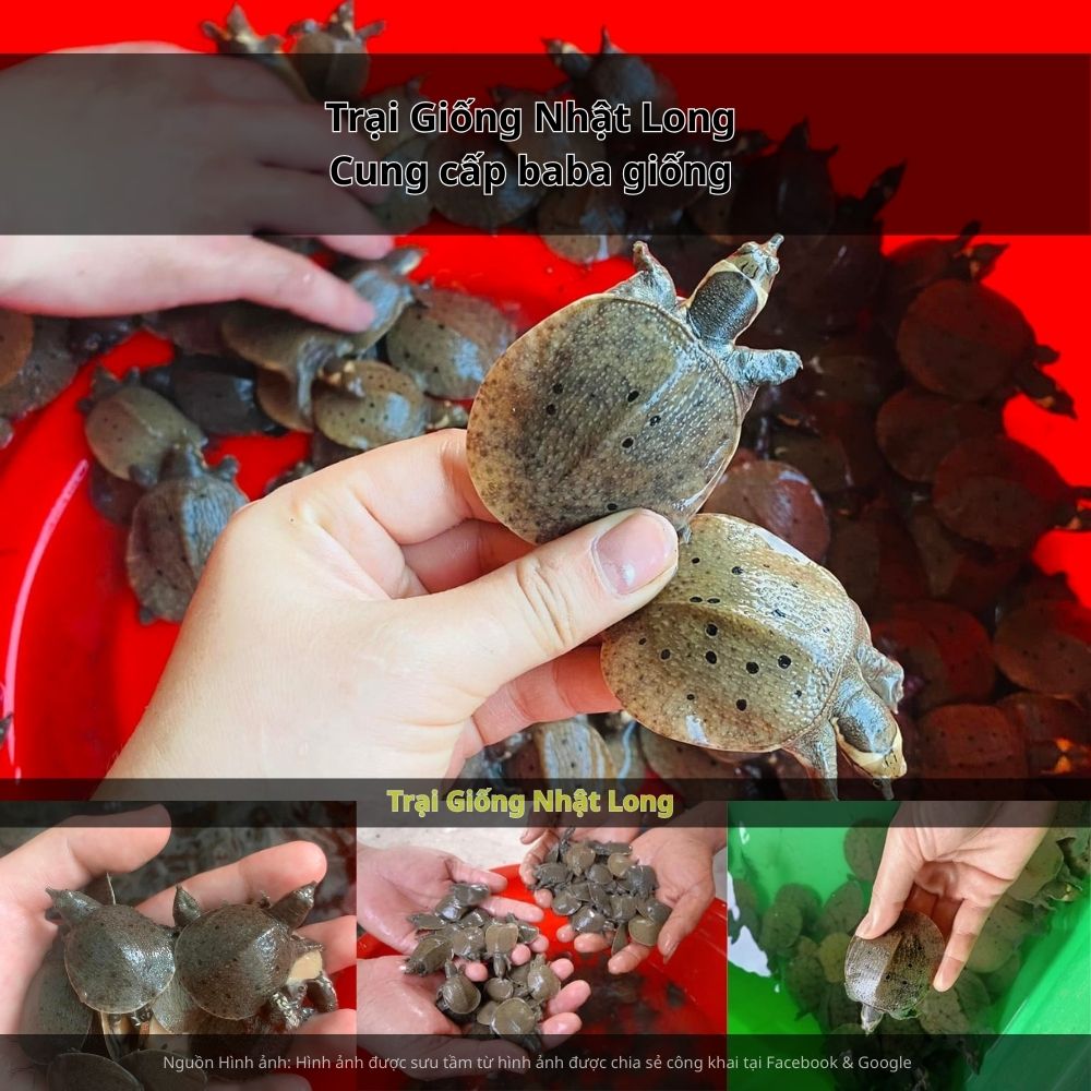 Sự ra đời của các trại giống baba tại Bà Rịa - Vũng Tàu đã cung cấp nguồn giống khỏe mạnh, hỗ trợ kỹ thuật và đầu ra ổn định cho bà con.