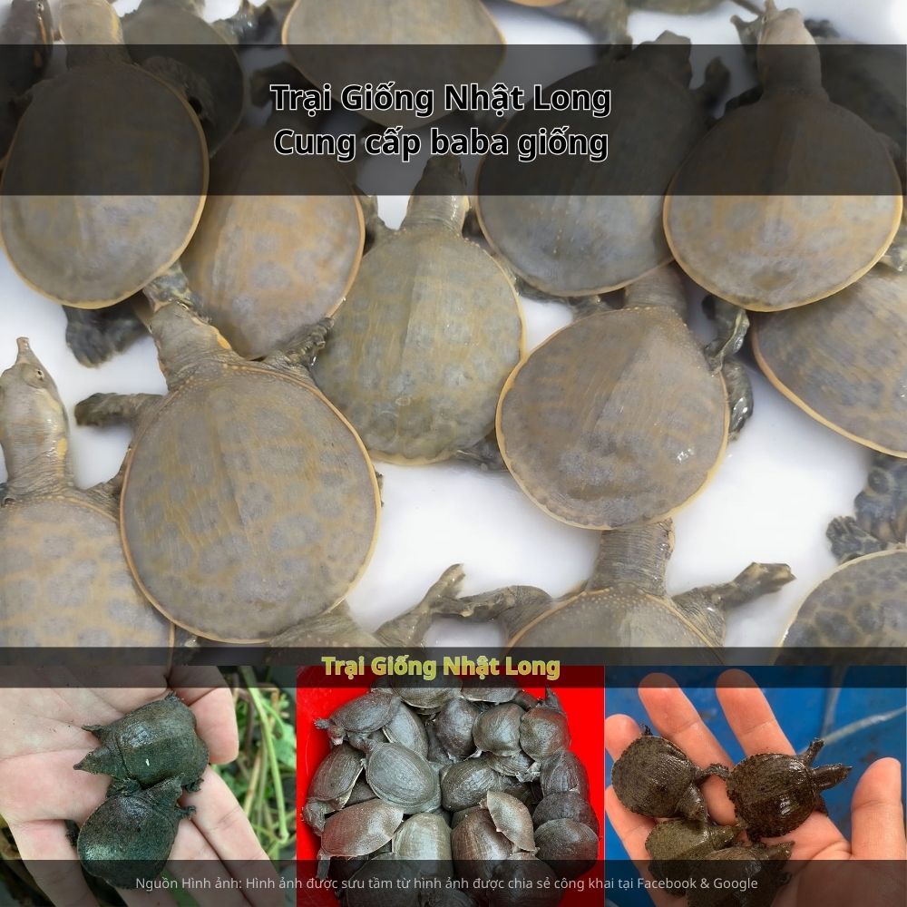 Nghề nuôi baba giống tại Bà Rịa - Vũng Tàu đang dần trở thành một trong những mô hình mới