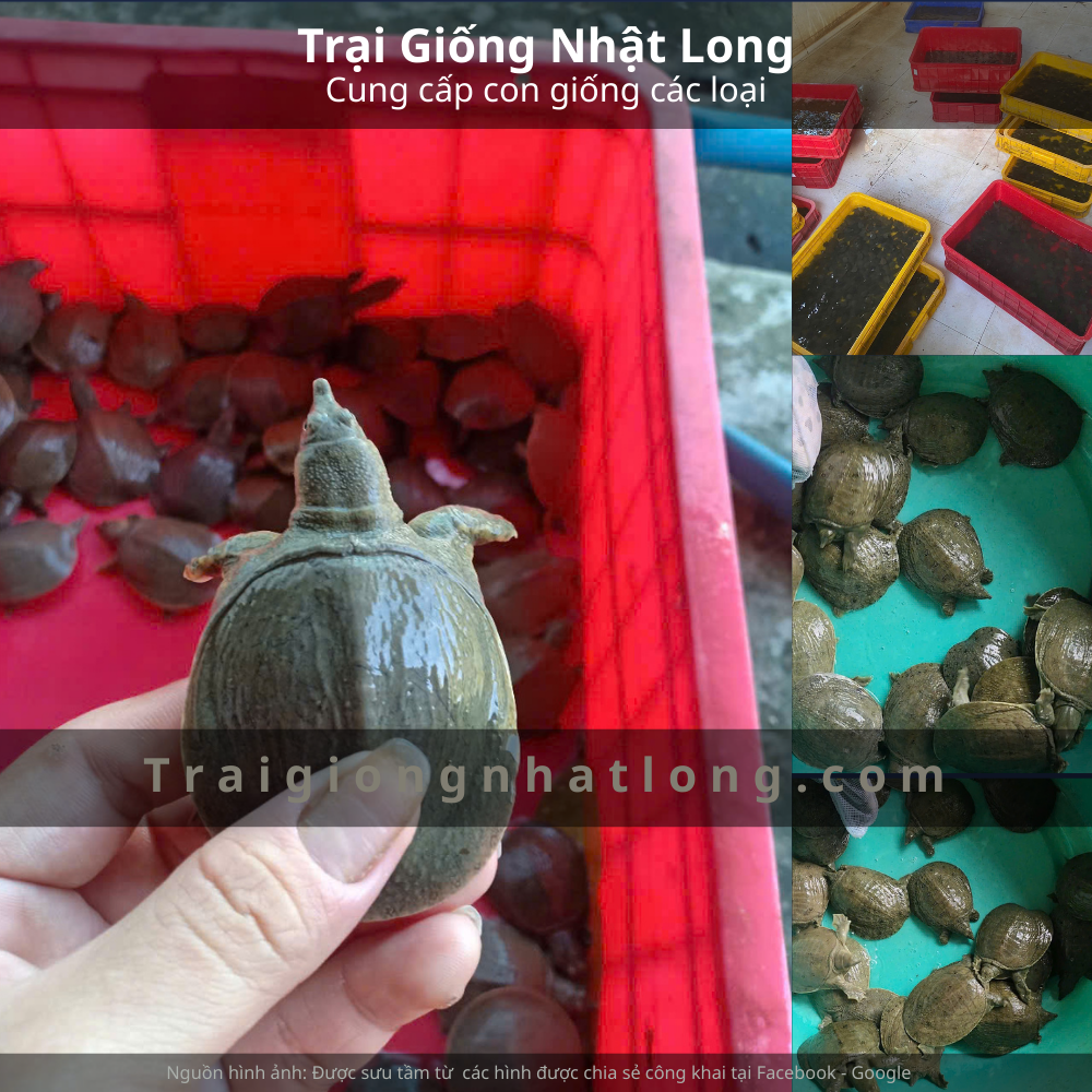 Kỹ thuật nuôi baba