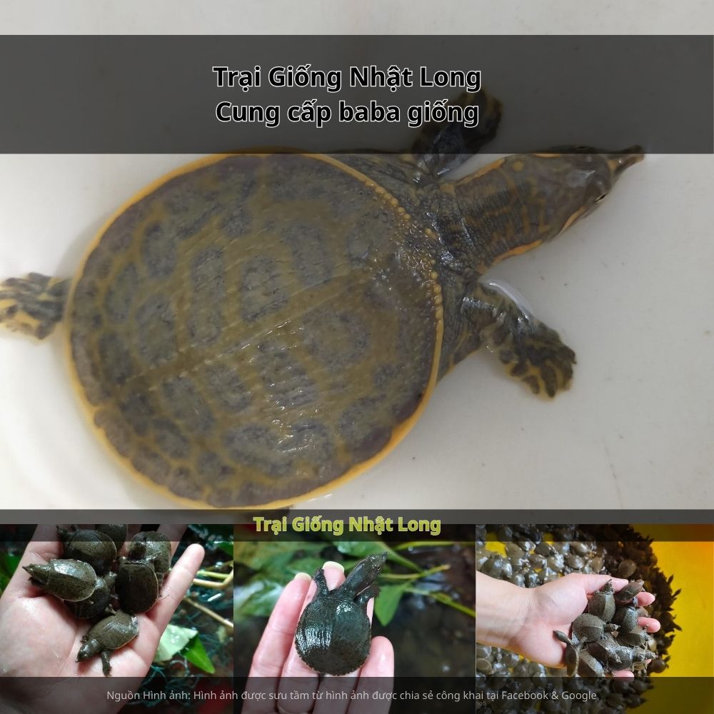 Giá bán baba thương phẩm ổn định từ 250.000 – 400.000 đồng/kg, thị trường rộng mở, dễ tiêu thụ.