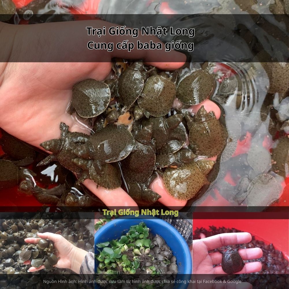 Giữ môi trường ao sạch, quan sát thường xuyên, xử lý sớm khi có dấu hiệu bất thường.