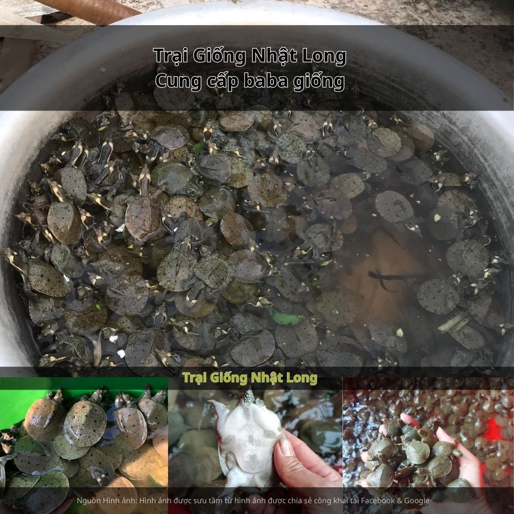 Baba giống Đắk Nông có khả năng thích nghi tốt với khí hậu Tây Nguyên, tăng trưởng nhanh, ít dịch bệnh, tỷ lệ sống cao.