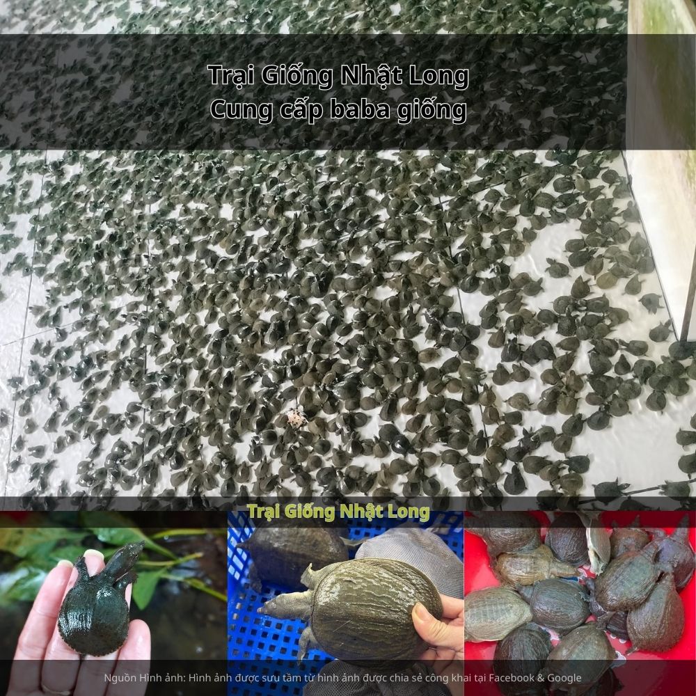 Sự ra đời của các trại giống baba tại Đắk Nông đã giúp bà con dễ dàng tiếp cận nguồn giống chất lượng