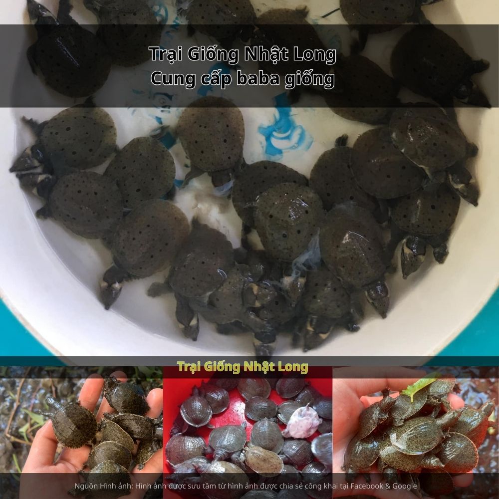 Những năm gần đây, nhiều hộ dân đã bắt đầu thử nghiệm mô hình nuôi baba giống tại Đắk Nông,