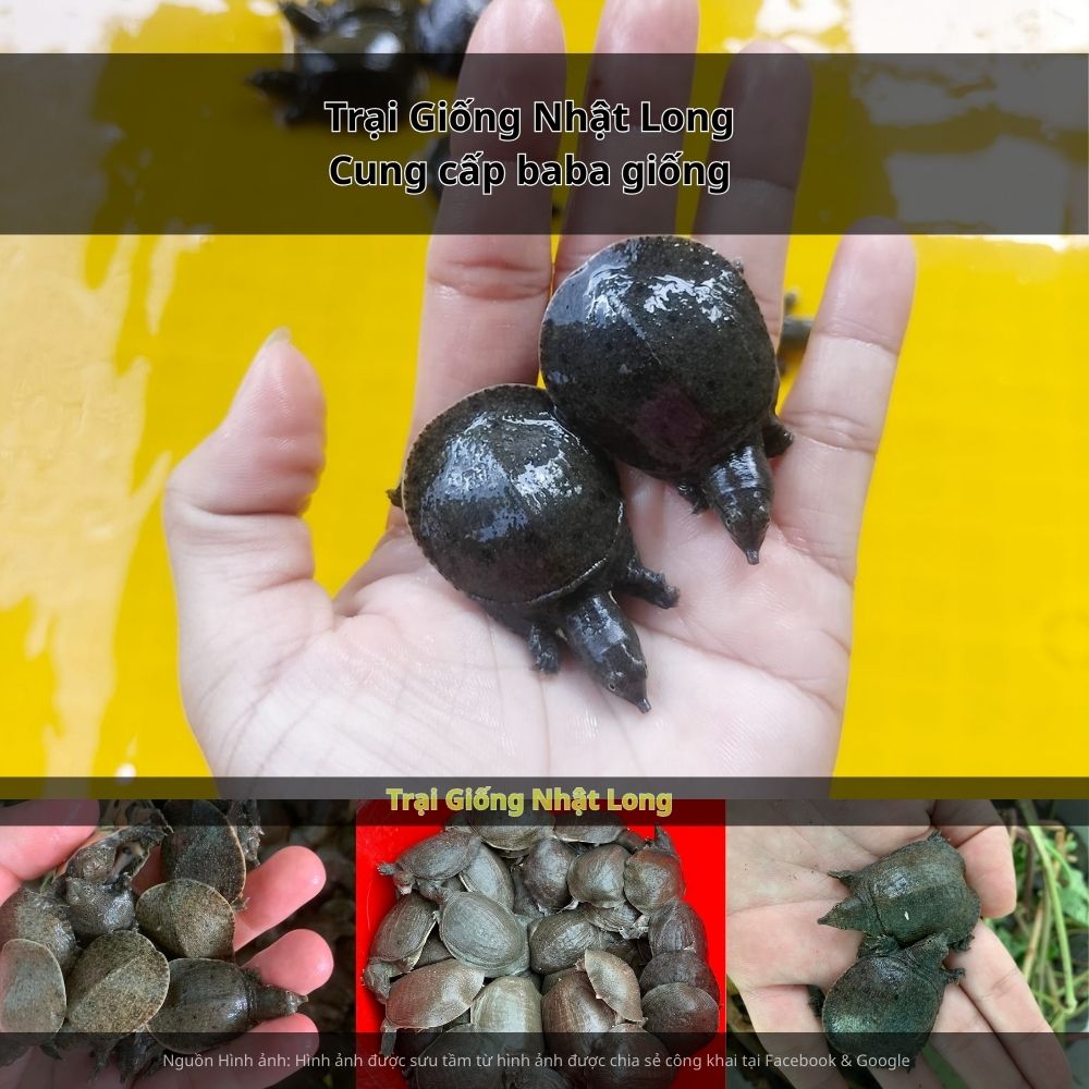 Giá bán baba thương phẩm hiện ổn định trong khoảng 250.000 – 400.000 đồng/kg